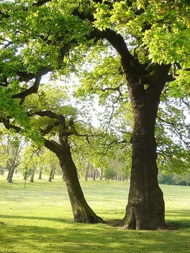oak tree species