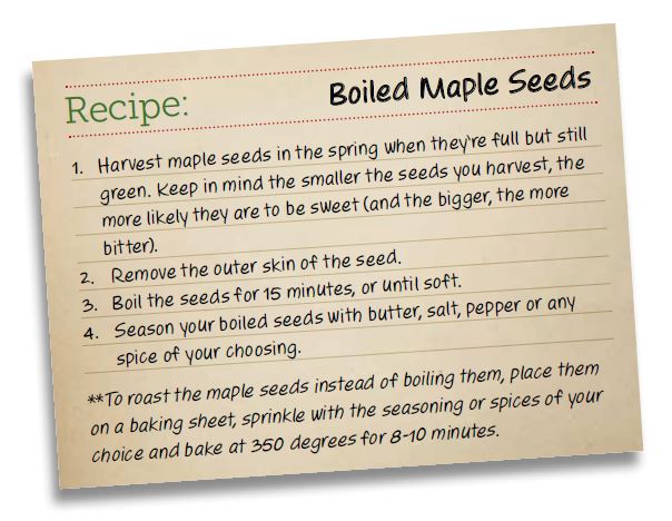Boiled Maple Seeds Recipe