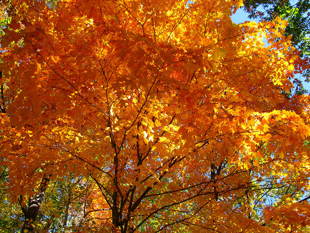 Fall Sugar Maple (Acer saccharum)